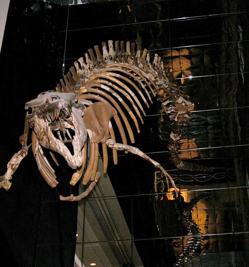 Ziggy, the 40-million-year-old whale that is housed at Macon's Museum of Arts and Sciences!