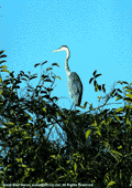 herons egrets