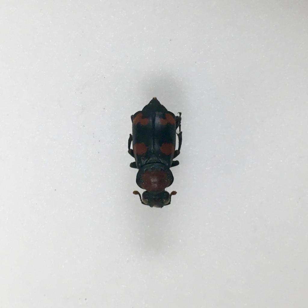 Nicrophorus americanus (“American burying beetle”) is a critically endangered species.