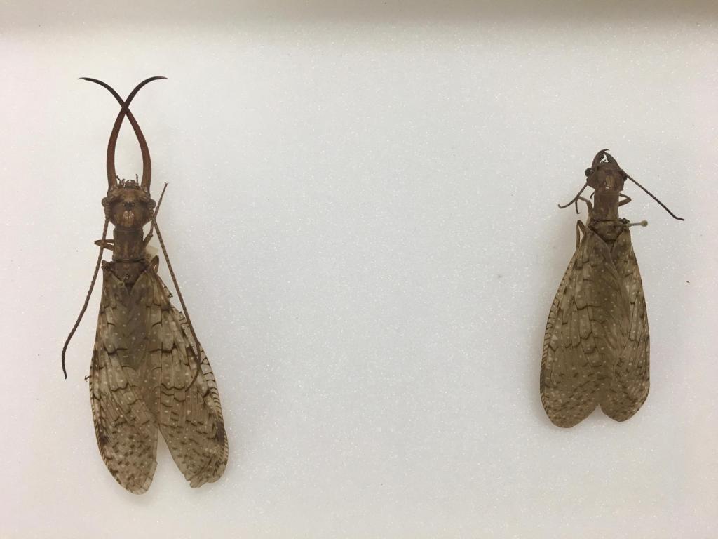 The male of Corydalus cornutus (“Eastern Dobsonfly”) is actually harmless, despite the large, terrifying mandibles.
