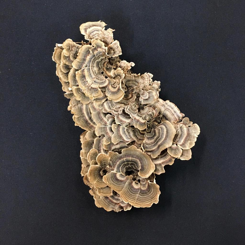 Trametes versicolor ("Turkey tail”) is one of the most common mushrooms in North American woods, found virtually anywhere there are dead hardwood logs and stumps to decompose.