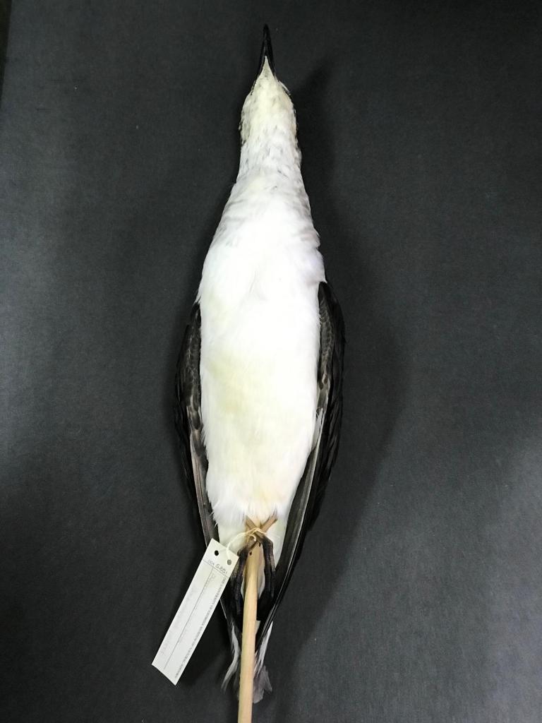 Pterodroma hasitata (“Black-capped petrel”) is a small pelagic bird that inhabits the open ocean off the coast of Georgia.
