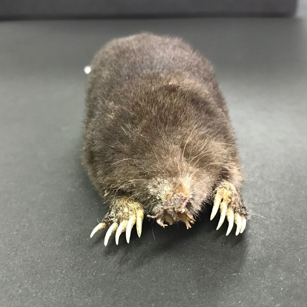 Condylura cristata (“Star-nosed mole”) is a small mole found in wet low areas of eastern Canada and the northeastern United States. It is easily identifiable by the twenty-two fleshy appendages ringing its snout.